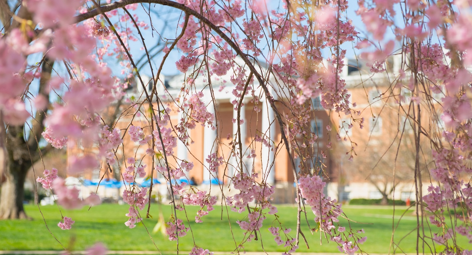Blossoms bloom on Hood's Residential Quadrangle during the spring semester