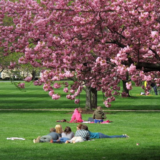 Students laying in the grass under a flowering tree