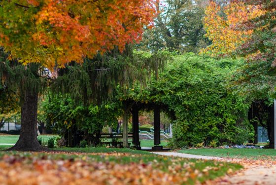 Fall foliage on campus