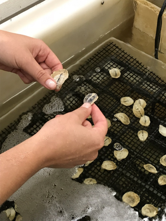 Oyster Hatchery