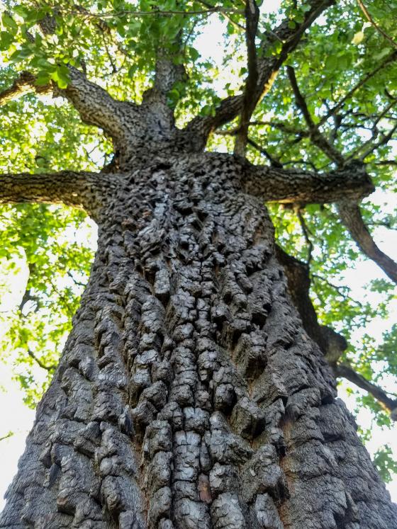 Bark of Persimmon