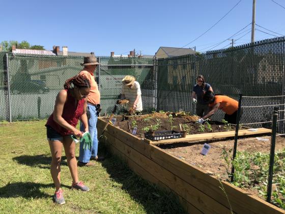 volunteers planting