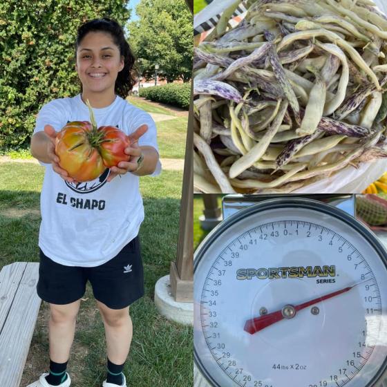 Collage pic: Heidi during harvest holding a large tomato, with scale 