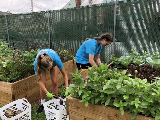 volunteers harvesting