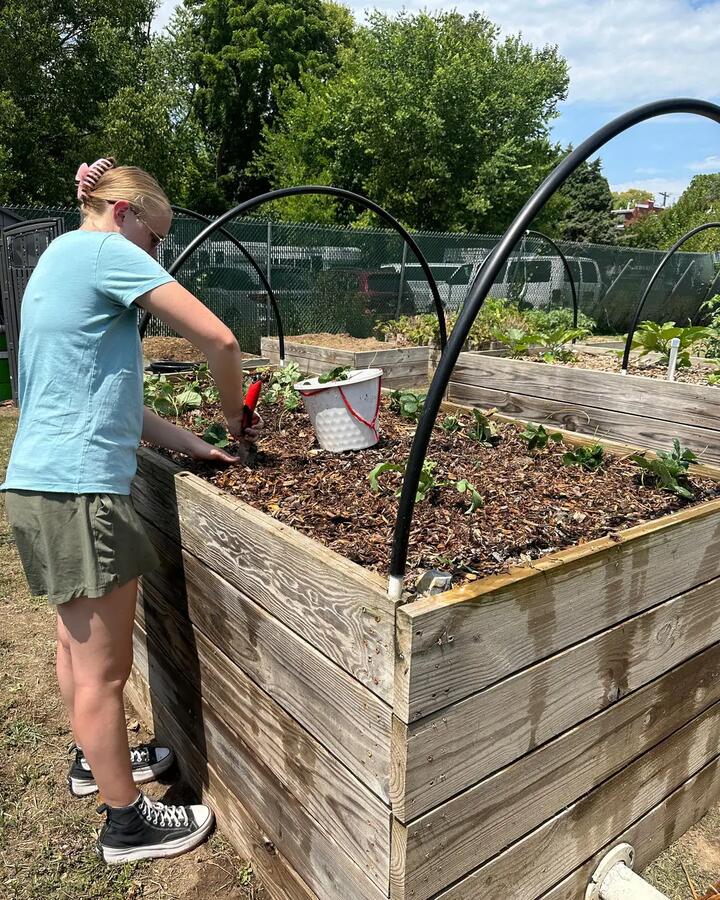 Volunteer planting greens 